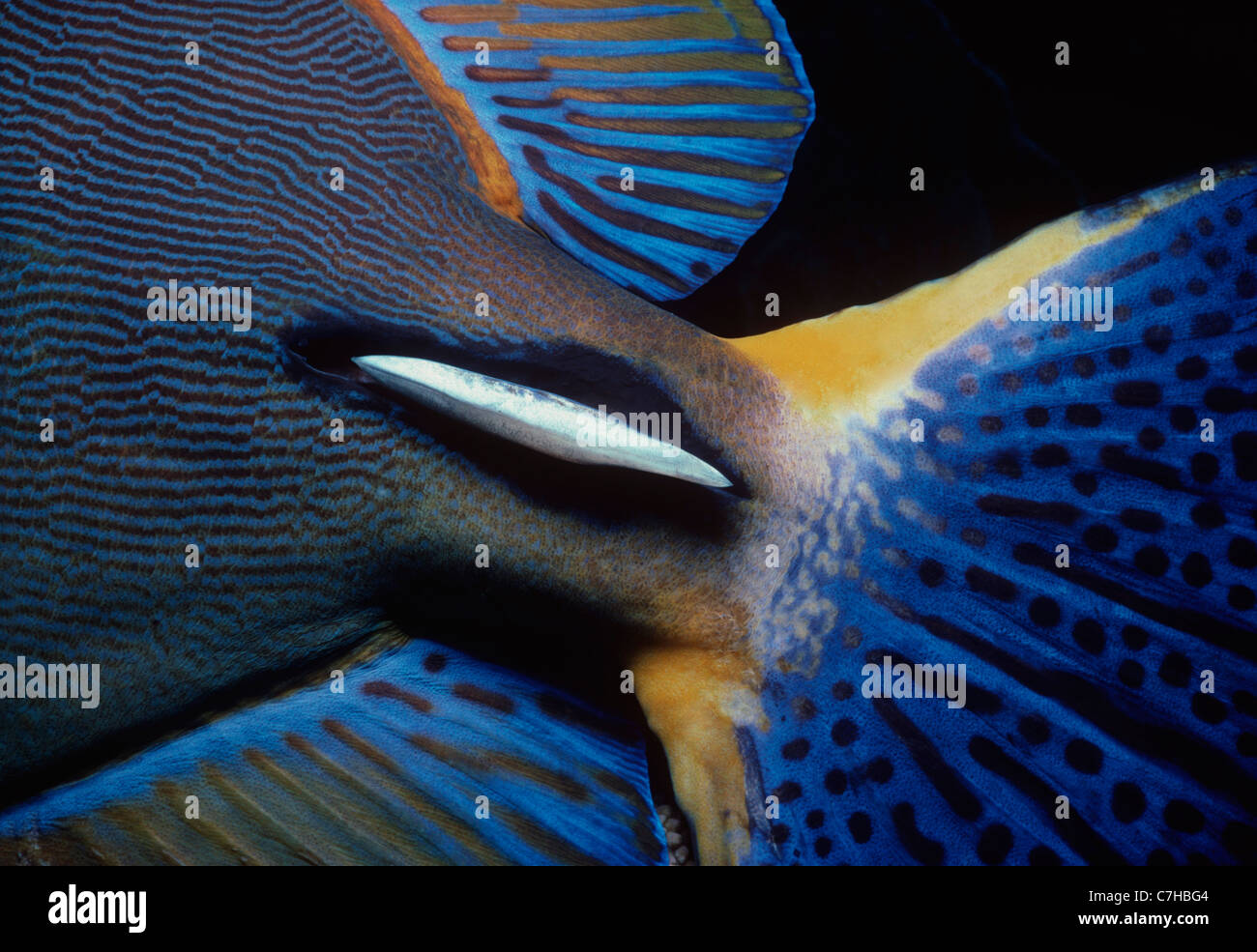 Knives on tail base of Ornate Surgeonfish (Acanthurus dussumieri), Australia - Great Barrier Reef Stock Photo