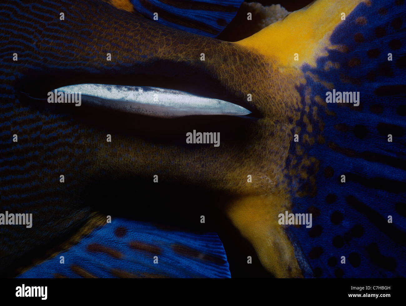 Knives on tail base of Ornate Surgeonfish (Acanthurus dussumieri), Australia - Great Barrier Reef Stock Photo