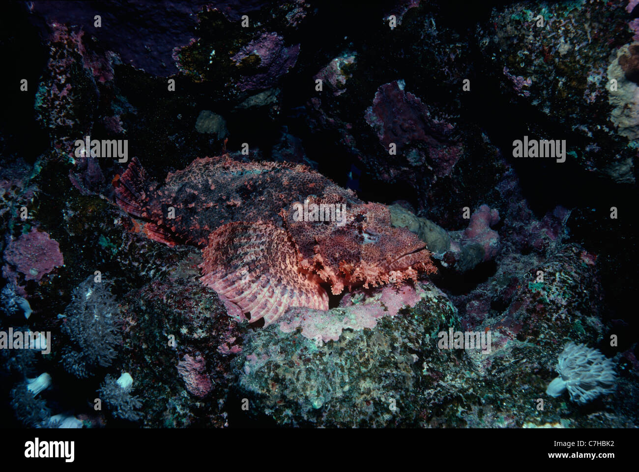 Tassled Scorpionfish (Scorpaenopsis oxycephalus) camouflaged on ocean bottom- Red Sea, Egypt Stock Photo