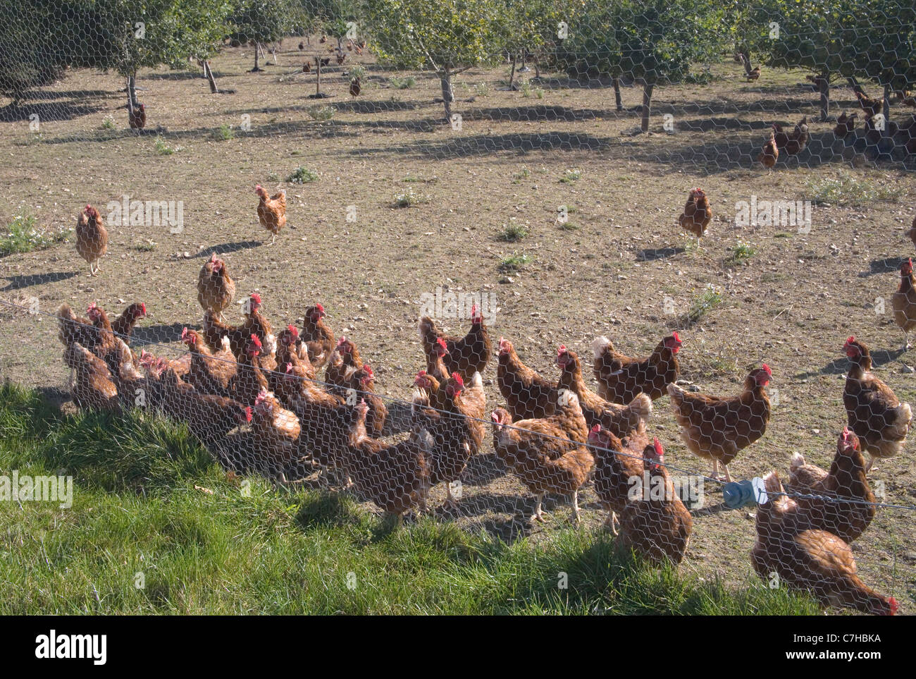 organic egg farm in east sussex Stock Photo Alamy