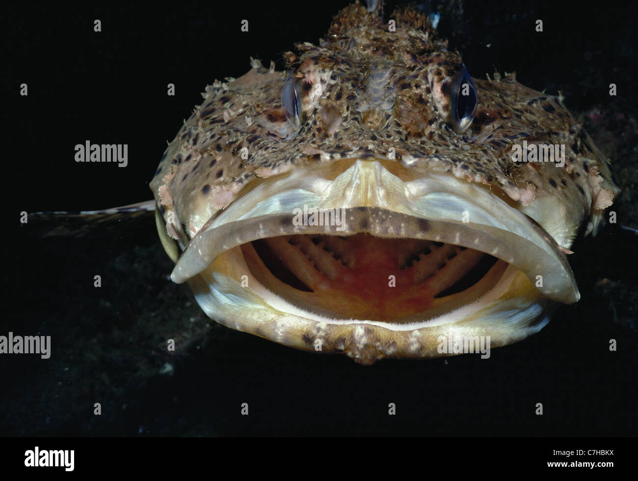 Mouth of poisonous California Scorpionfish (Scorpaena guttata) - Channel Islands, California - Pacific Ocean Stock Photo