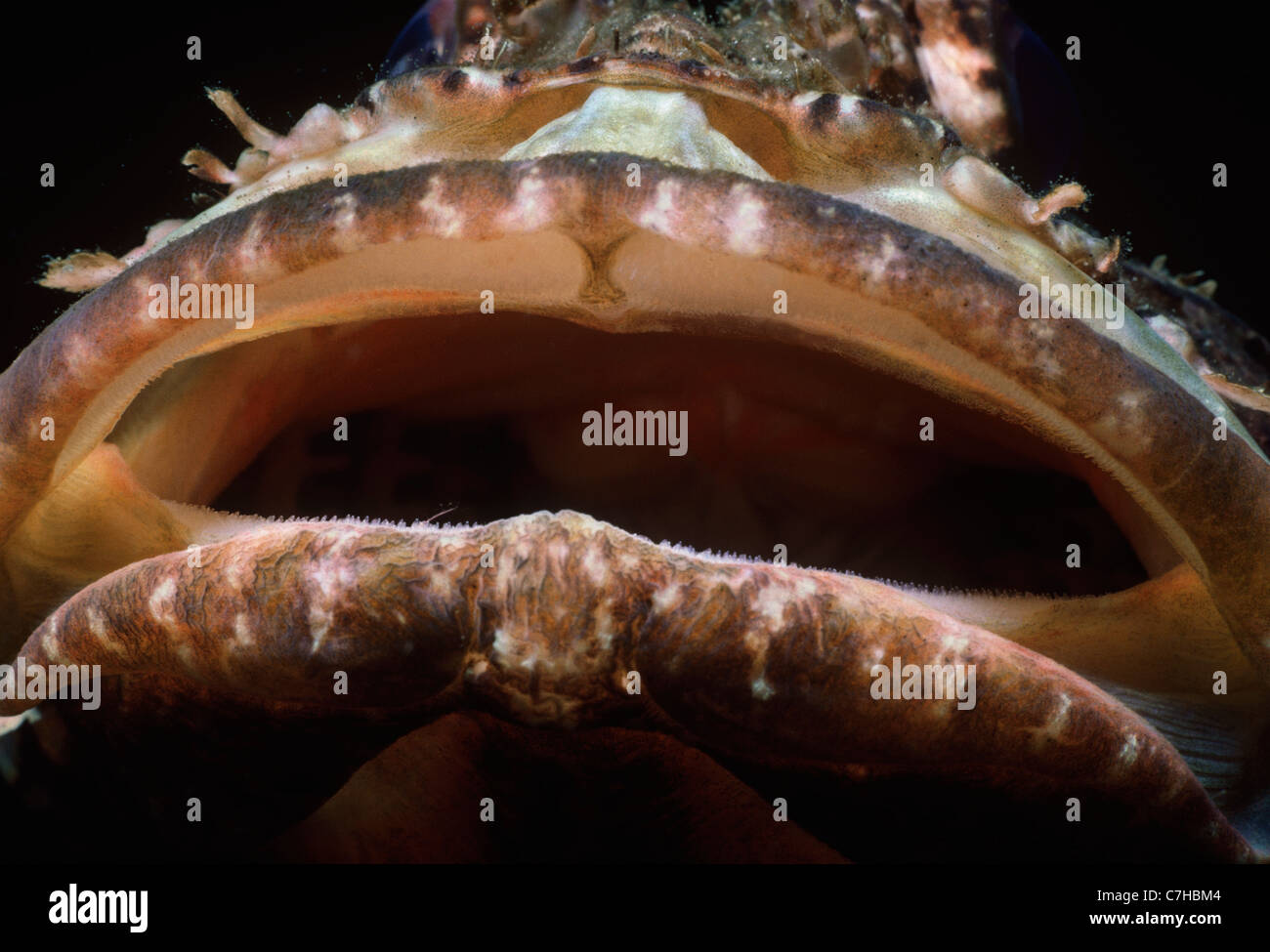 Mouth of poisonous California Scorpionfish (Scorpaena guttata) - Channel Islands, California - Pacific Ocean Stock Photo