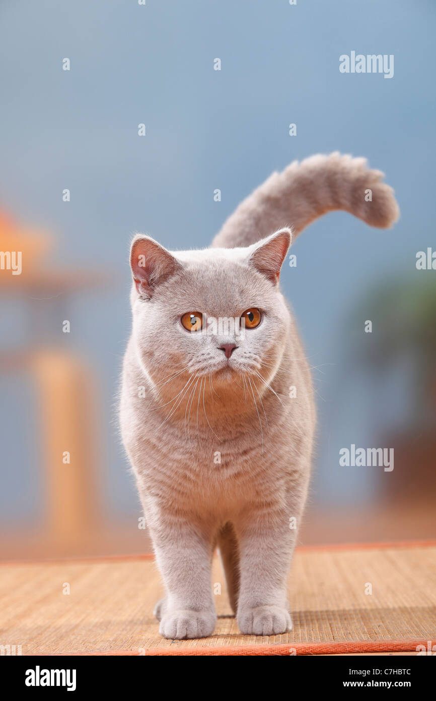 British Shorthair Cat Tomcat Lilac 6 Months Stock Photo