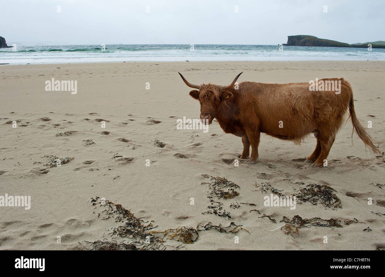 Highland cattle on a deserted beach in Northern Scotland Stock Photo