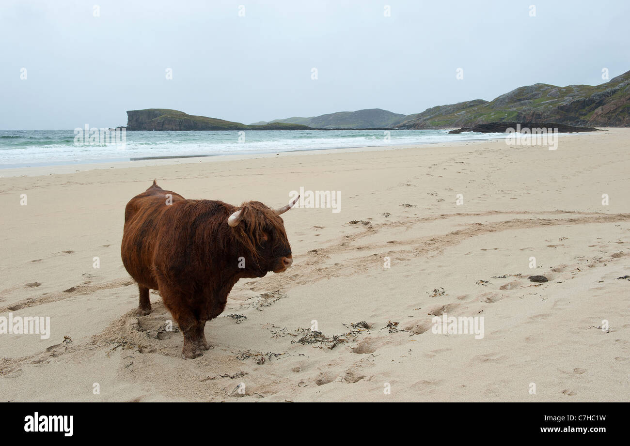 Highland cattle on a deserted beach in Northern Scotland Stock Photo