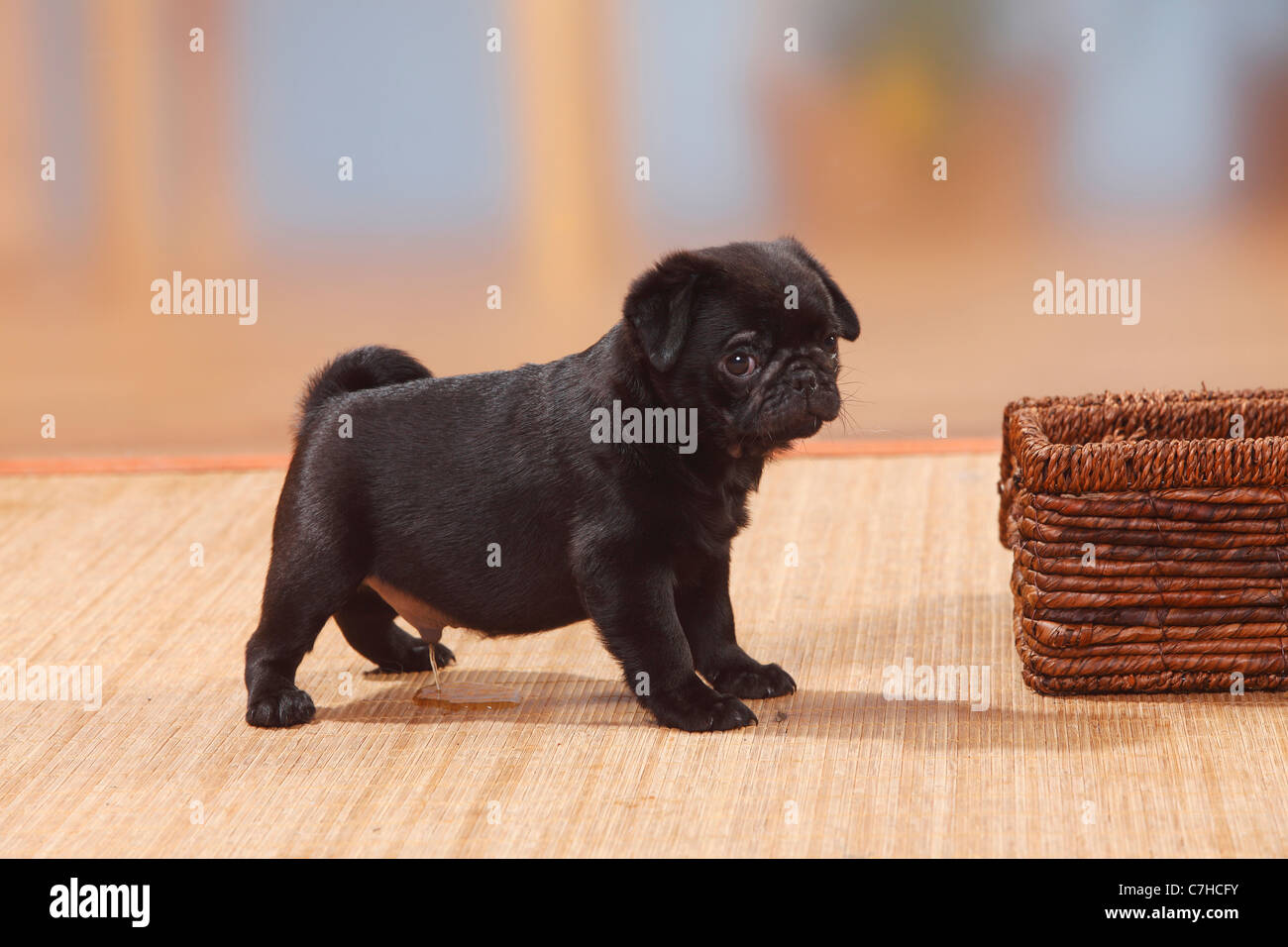 Pug, puppy, 8 weeks, male, urinating Stock Photo Alamy
