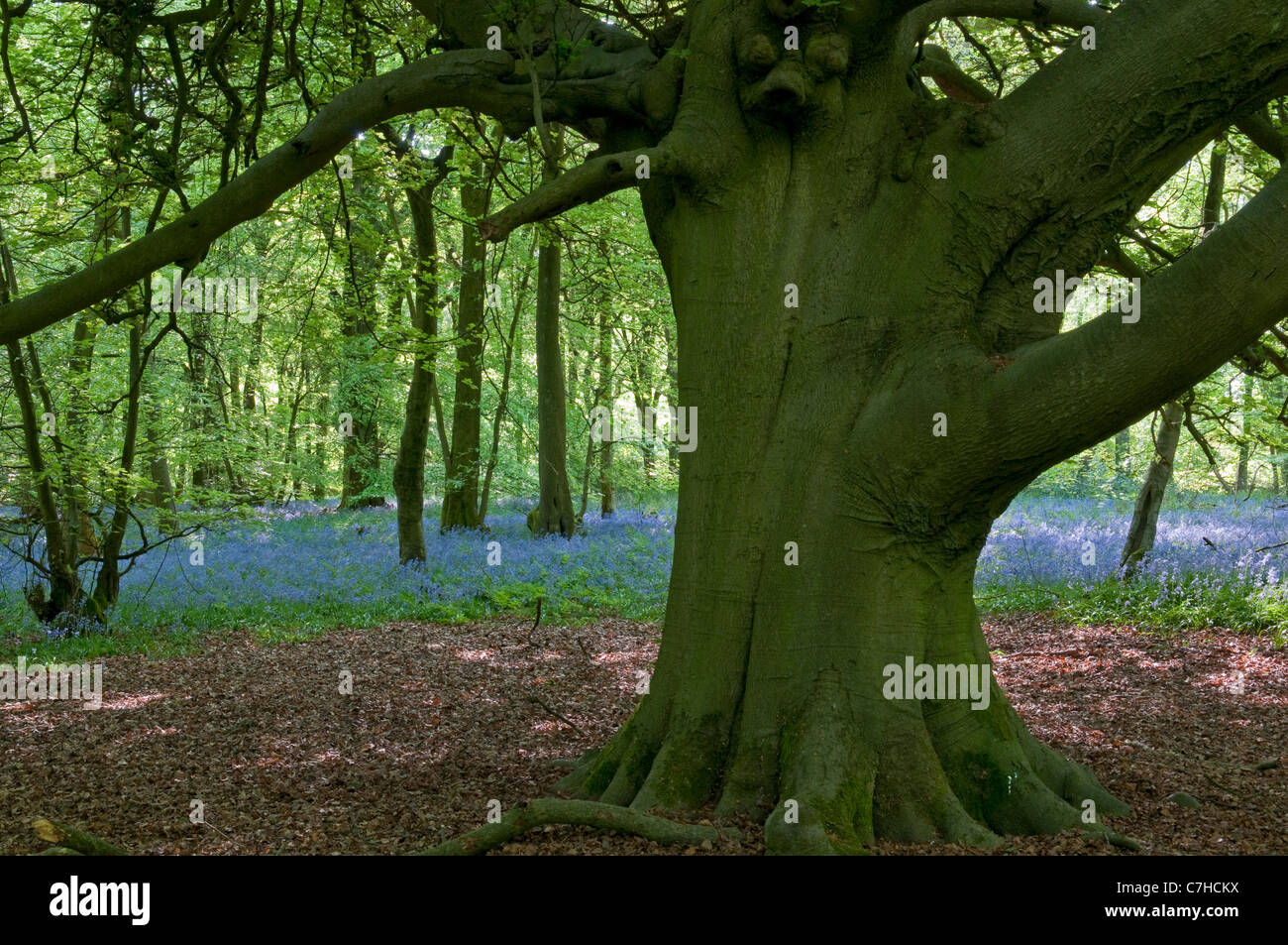 Bluebell: Hyacinthoides non-scripta, and Beech tree (Fagus sylvatica) Stock Photo