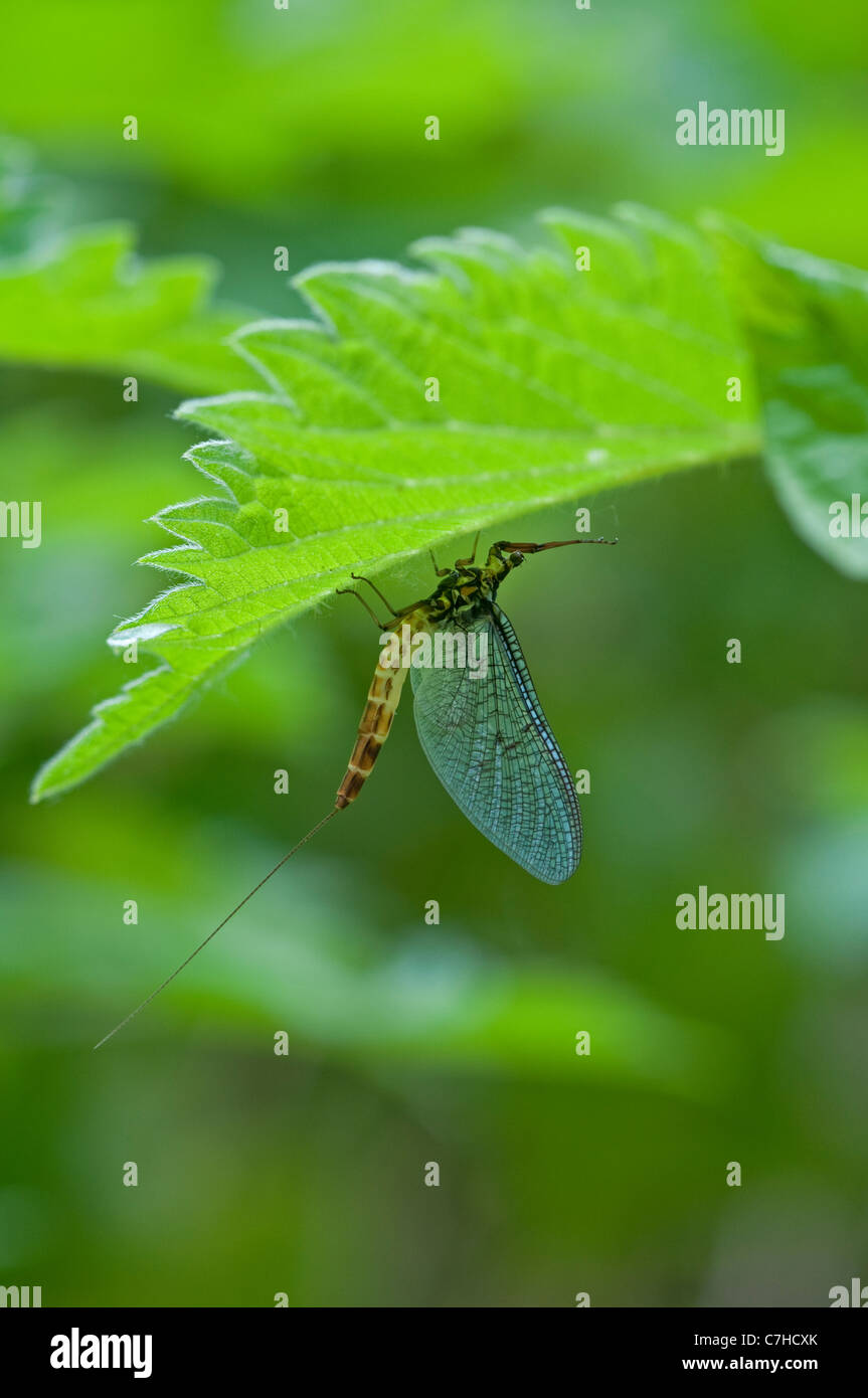 Mayfly: Ephemera sp. Newly emerged adult. Surrey, England, May. Stock Photo