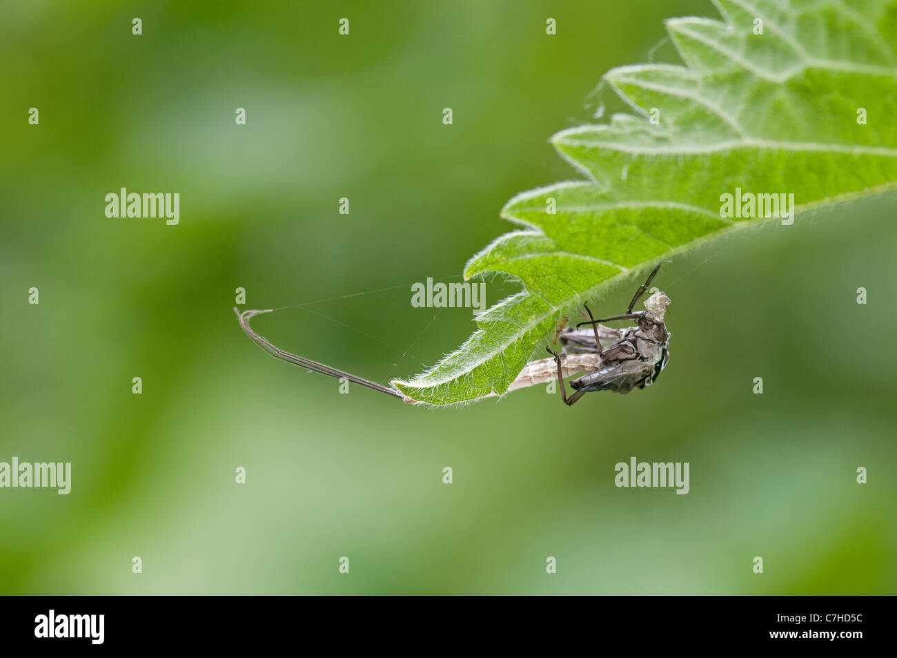 Mayfly: Ephemera sp. Cast case of subimago, or dun. Surrey, England, May Stock Photo
