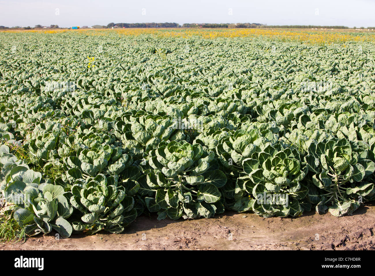 Brussel Sprouts growing on a farm on the Lancashire mosslands near
