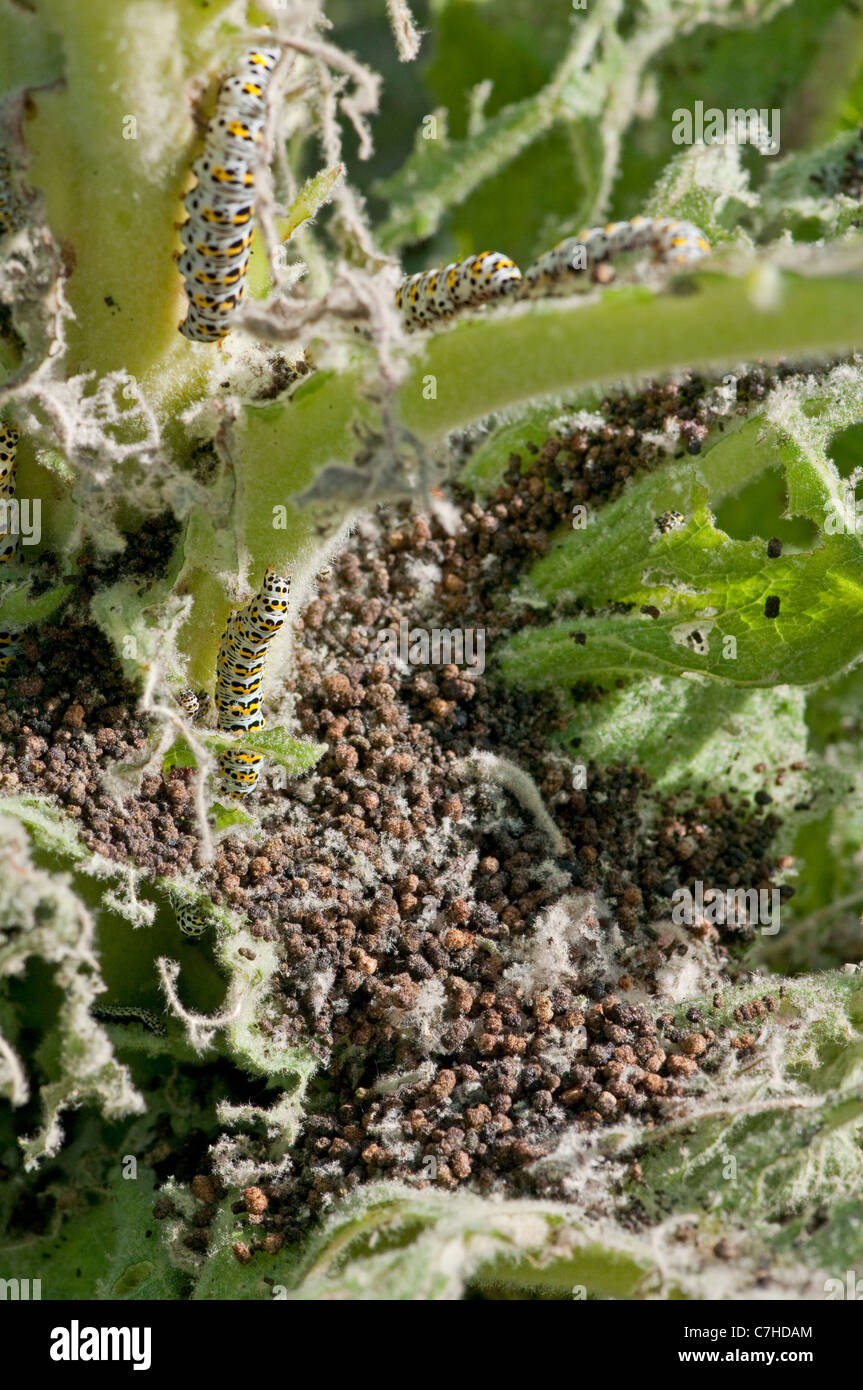 Mullein Moth: Shargacucullia verbasci. Larva feeding on Mullein (Verbascum sp) in garden. Surrey, England. Note frass (droppings Stock Photo