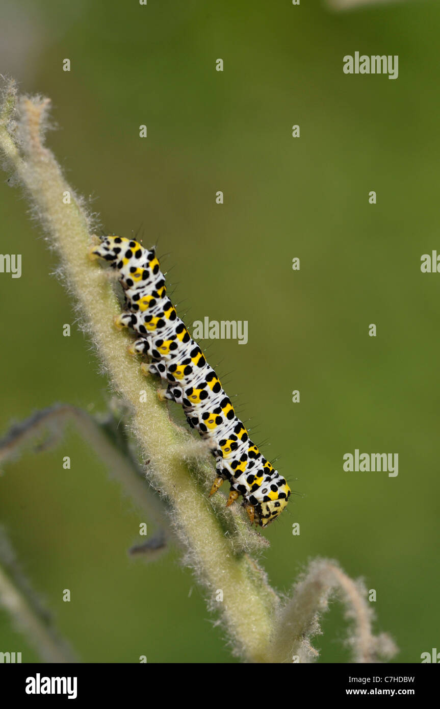 Mullein Moth: Shargacucullia verbasci. Larva feeding on Mullein (Verbascum sp) in garden. Surrey, England. Stock Photo