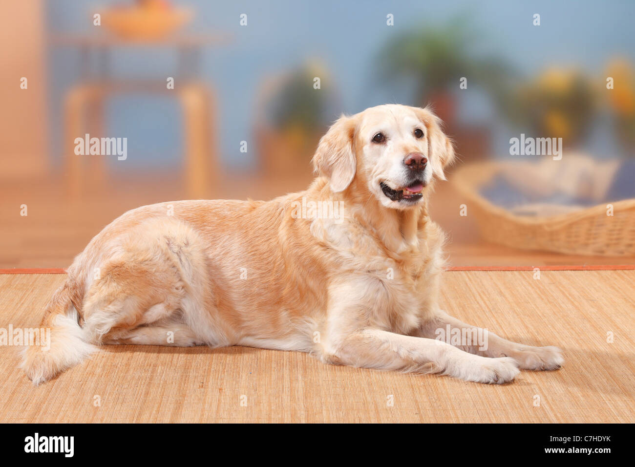 Golden Retriever, 12 years old Stock Photo