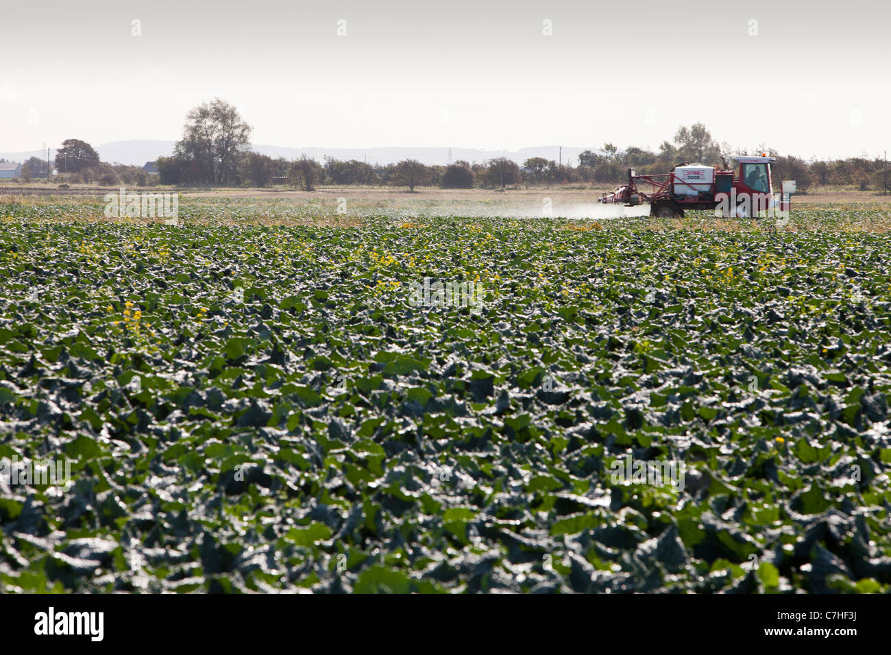 A farmer spraying his cabbages with Pesticide, Banks, Southport, UK. Stock Photo