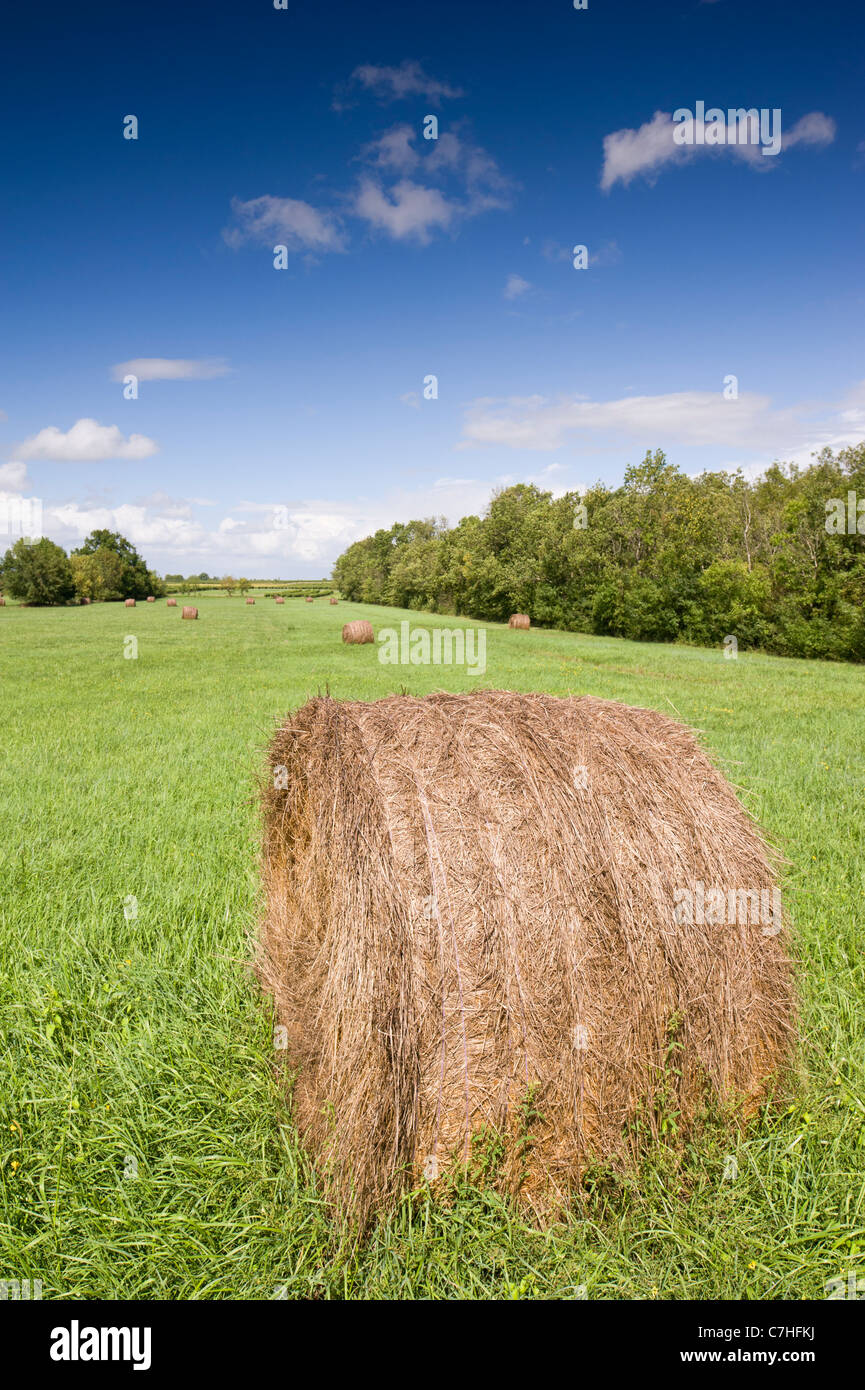 Round hay bale in field Stock Photo Alamy