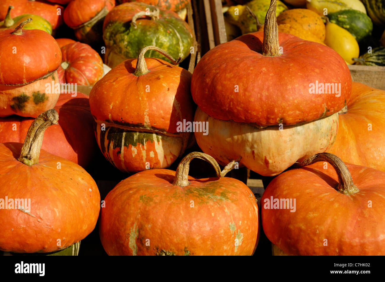Gourds and pumpkins background Stock Photo Alamy