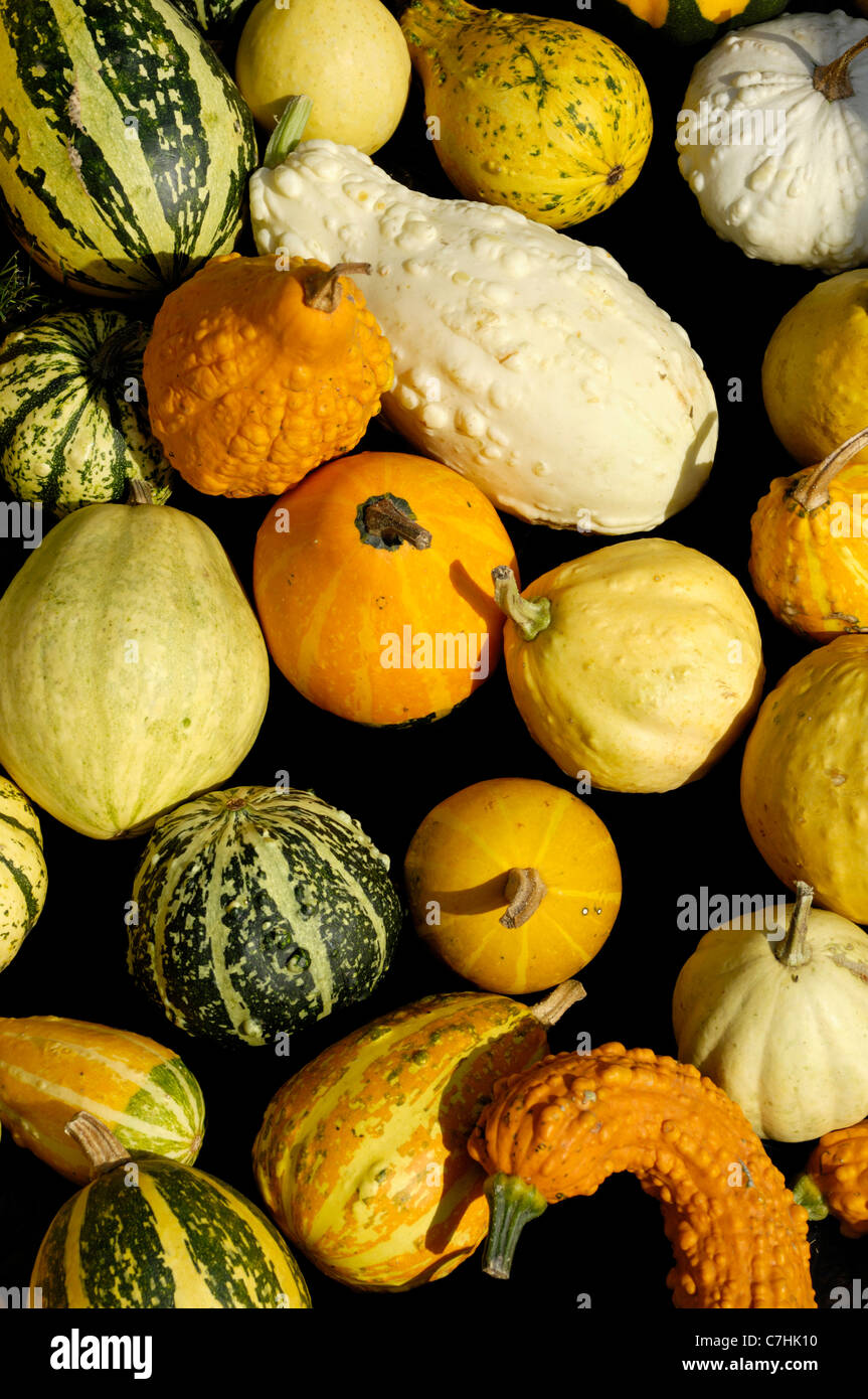 Assorted gourds squashes and pumpkins background Stock Photo