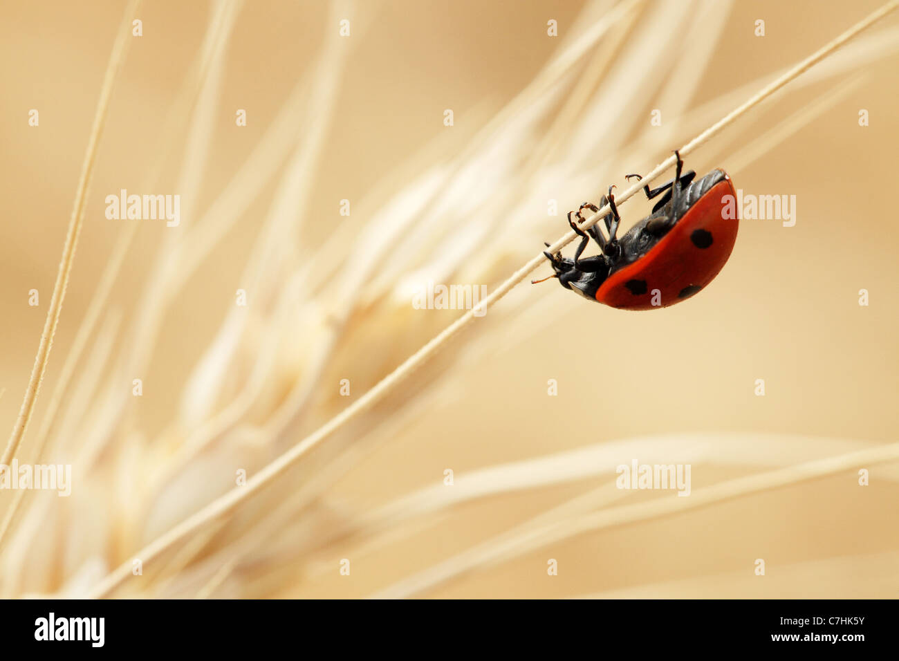 Ladybug in a wheat field. Stock Photo