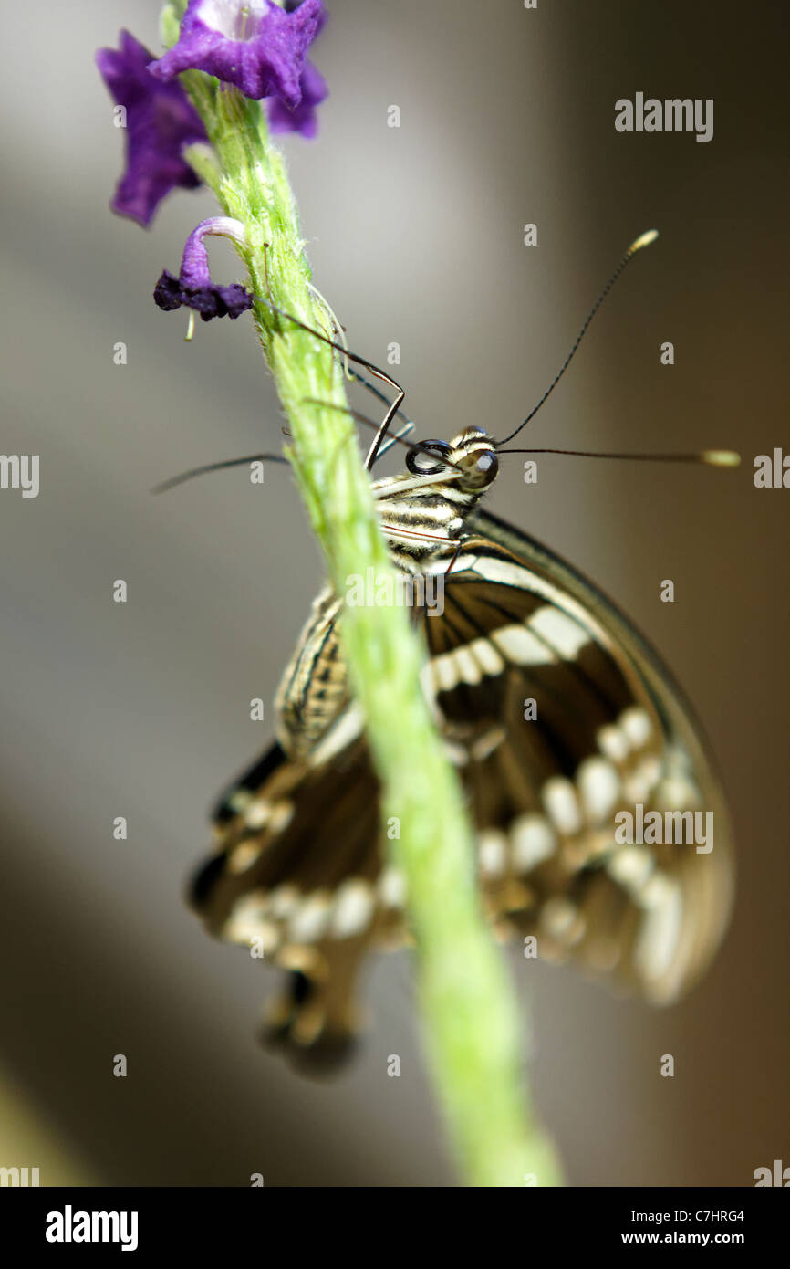 Butterfly Stock Photo