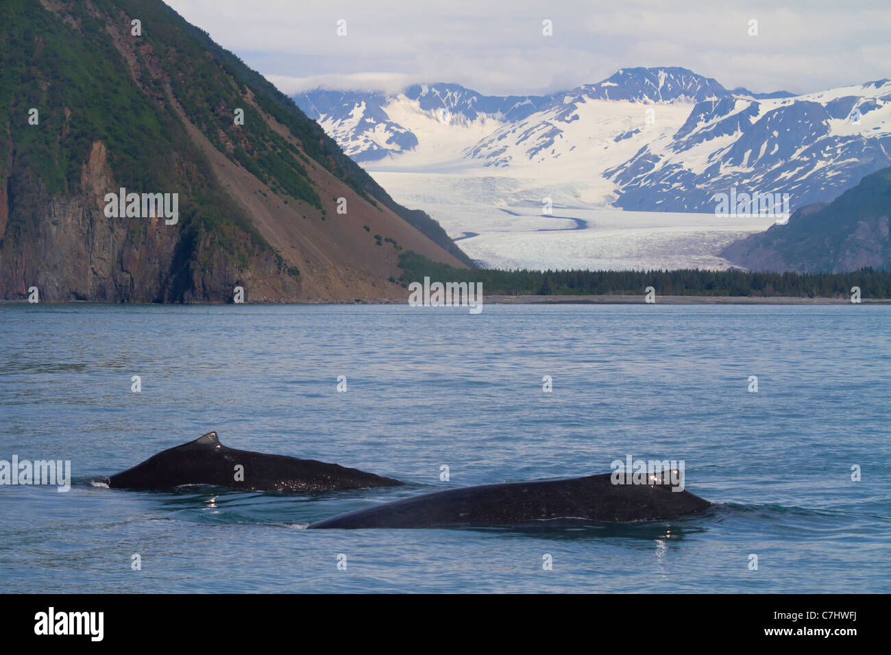 Humpback whales in front of Bear Glacier, Kenai Fjords National Park, near Seward, Alaska. Stock Photo