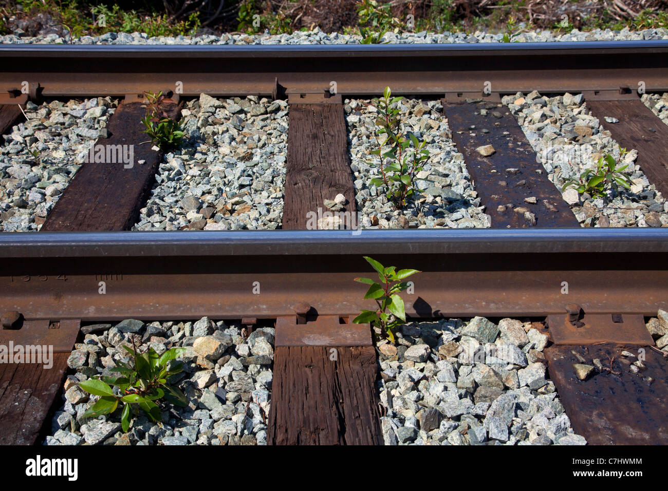 Plants growning in the tracks of the Alaska Railroad to Spencer Glacier, Chugach National Forest, Alaska. Stock Photo