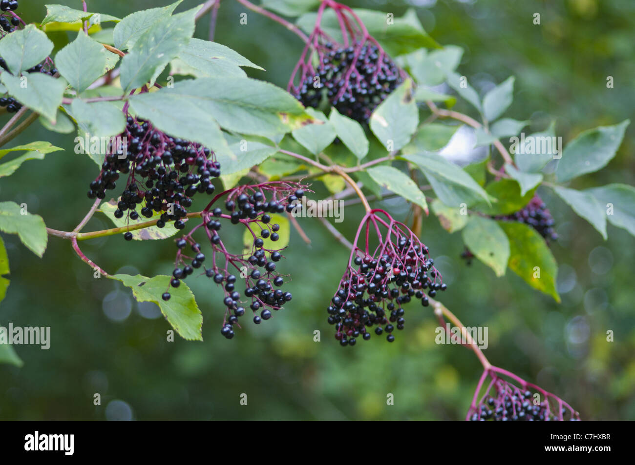 Elderberries sambucus nigra Stock Photo