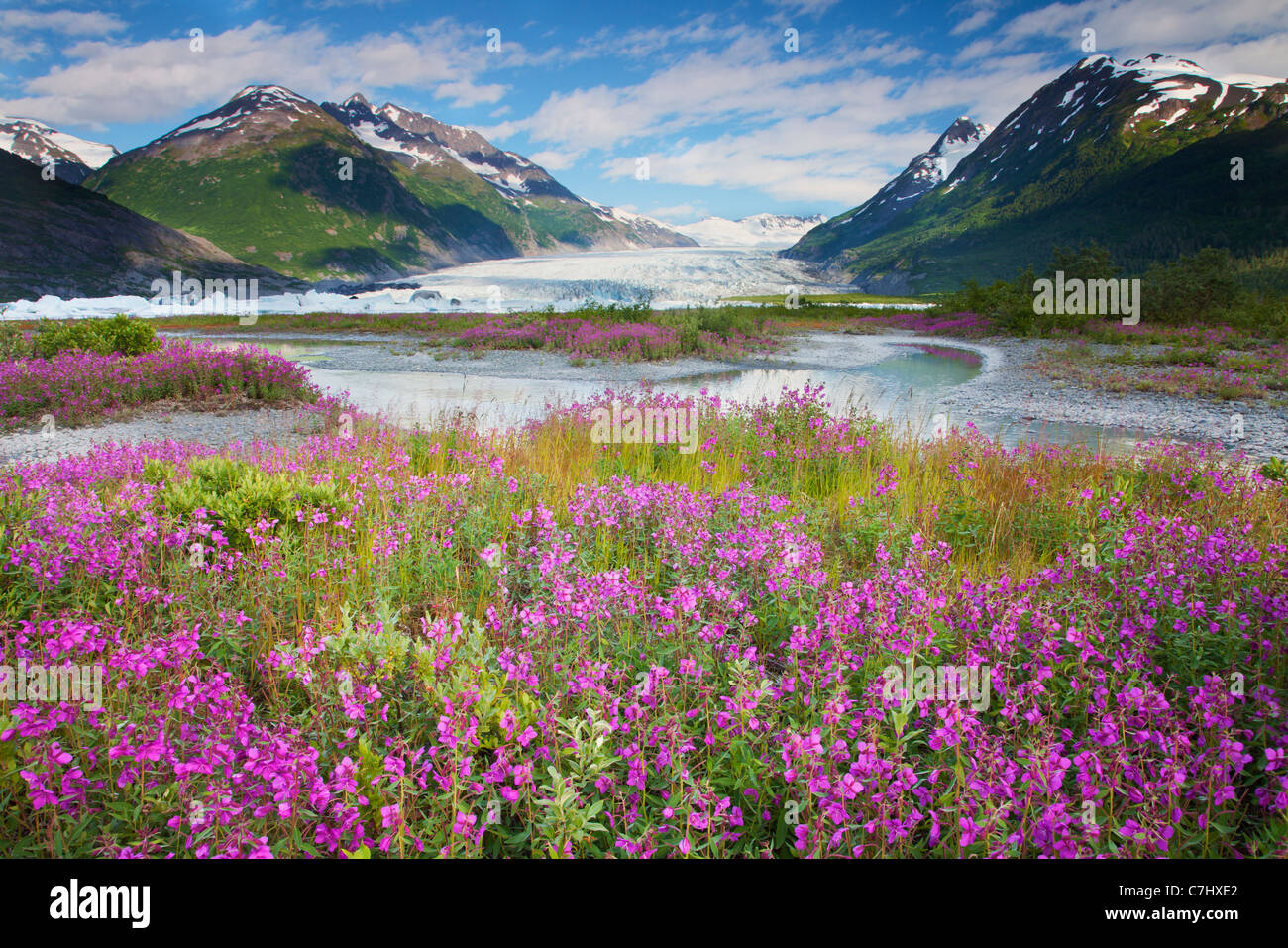 Wildflowers at Spencer Glacier, Chugach National Forest, Alaska. Stock Photo