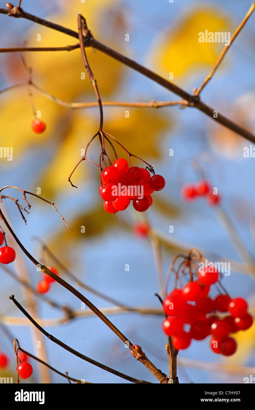 Viburnum berries over blurred background. Stock Photo