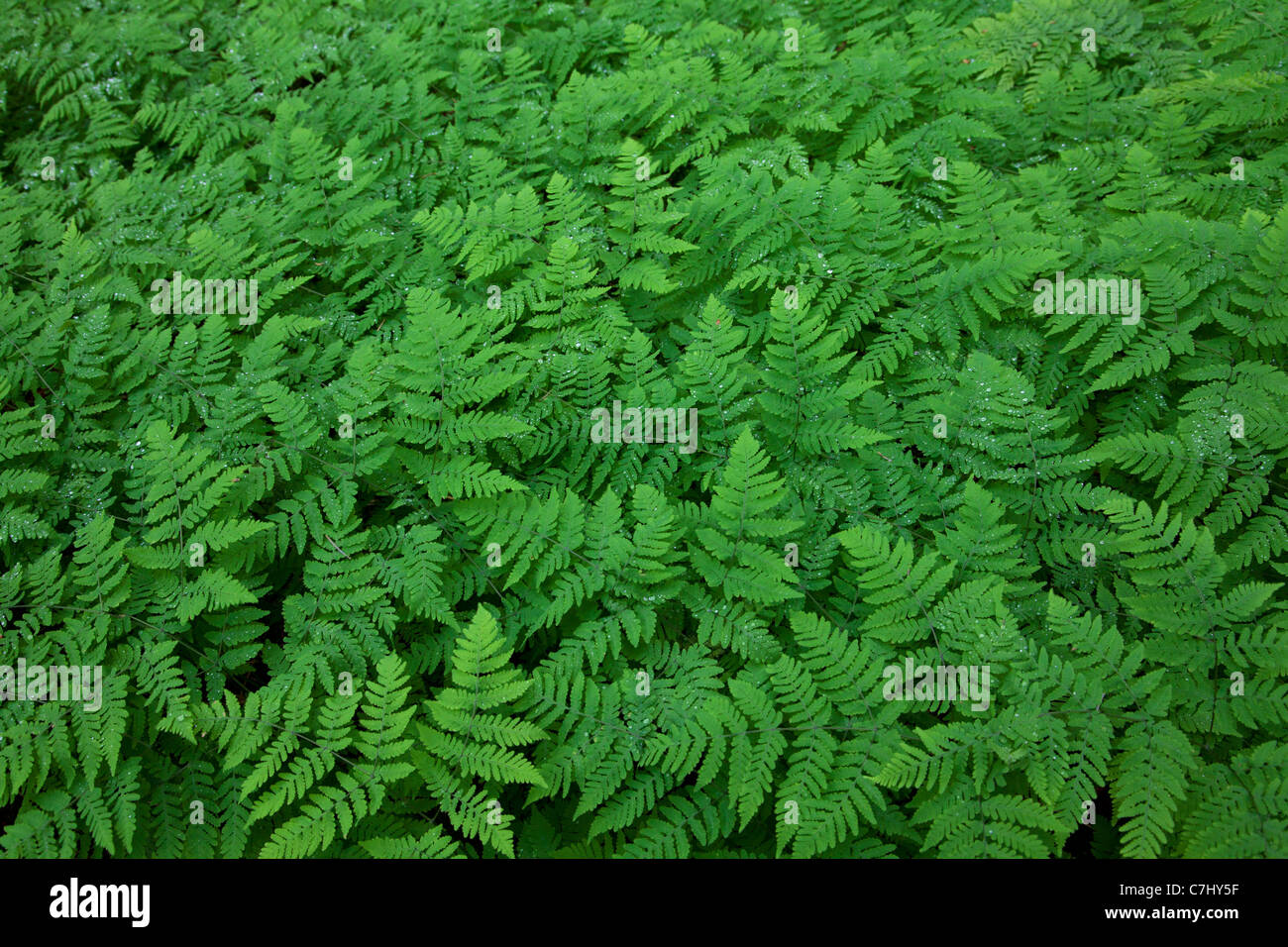 Ferns, Seward, Alaska. Stock Photo