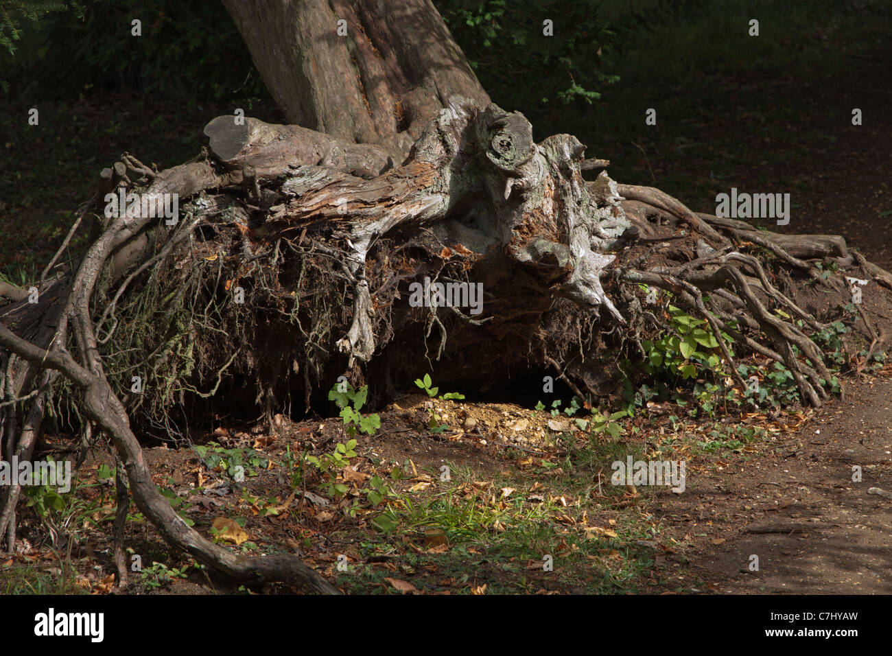 Uprooted tree trunk Stock Photo Alamy