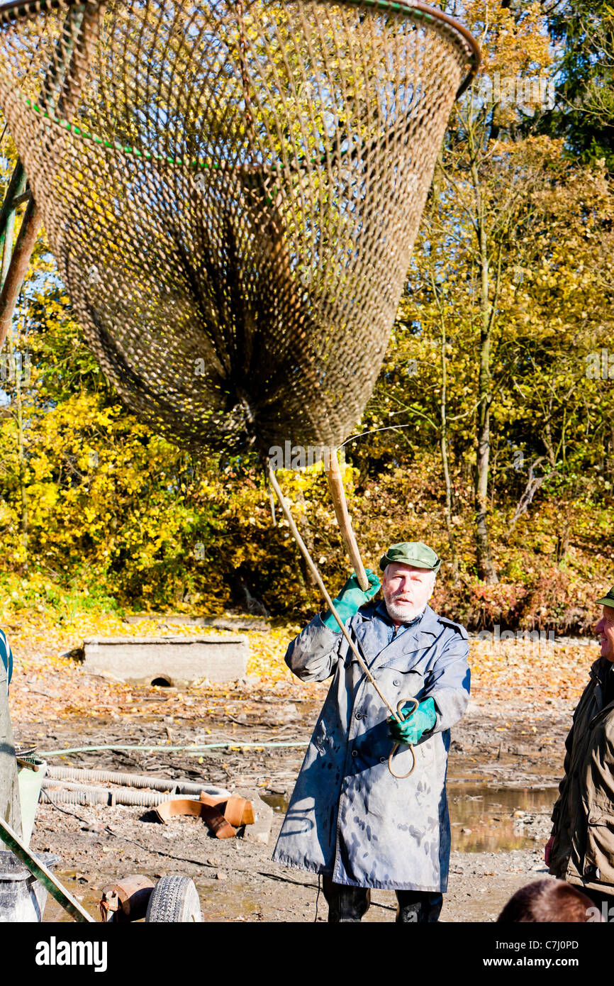 fisherman during harvesting pond Stock Photo Alamy