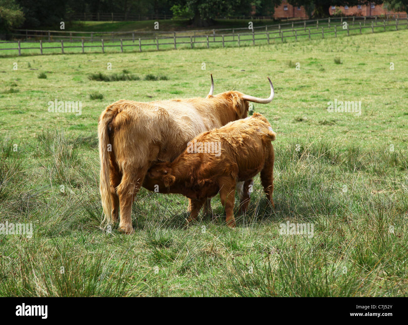 A Highland cow and her calf suckling in a field at Cholmondeley Castle Cheshire, England, UK Stock Photo