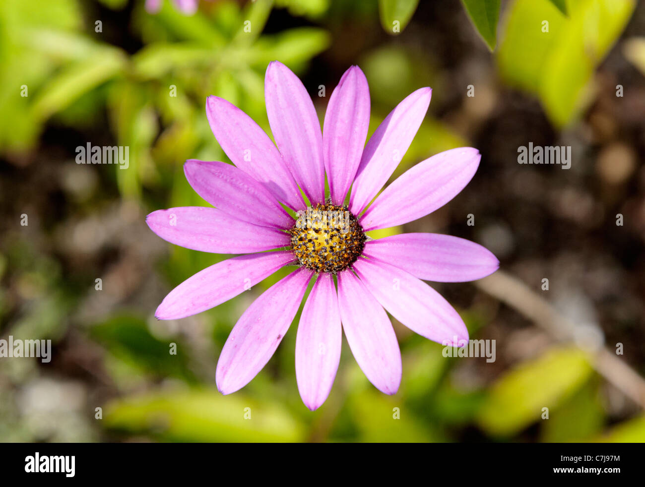 Cape daisies (Osteospermum 'Sunny Mary') Cornwall UK Stock Photo