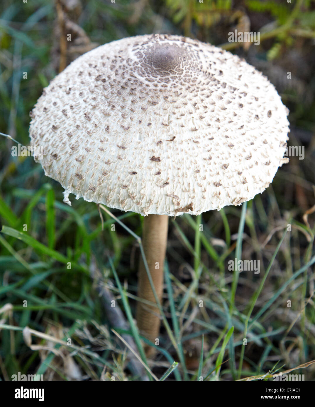 A Shaggy Parasol Mushroom Richmond Park Surrey UK Stock Photo