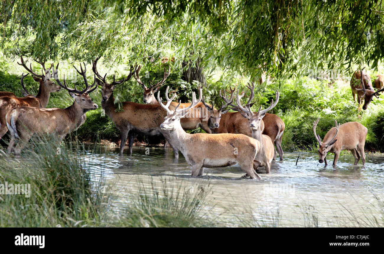 Wild Deer Richmond Park Surrey UK Stock Photo