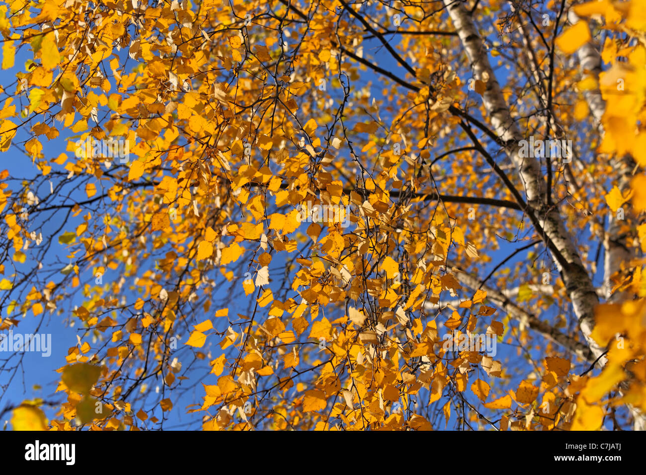 Birch  leaves of autumn colors, brunches and stem over blue sky. Stock Photo