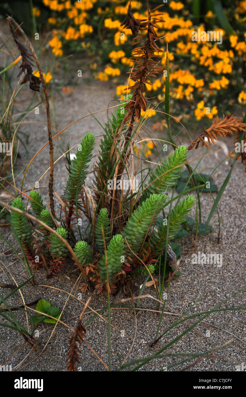 Sedum reflexum 'Blue Cushion' a rockery plant, sardinia, italy Stock Photo