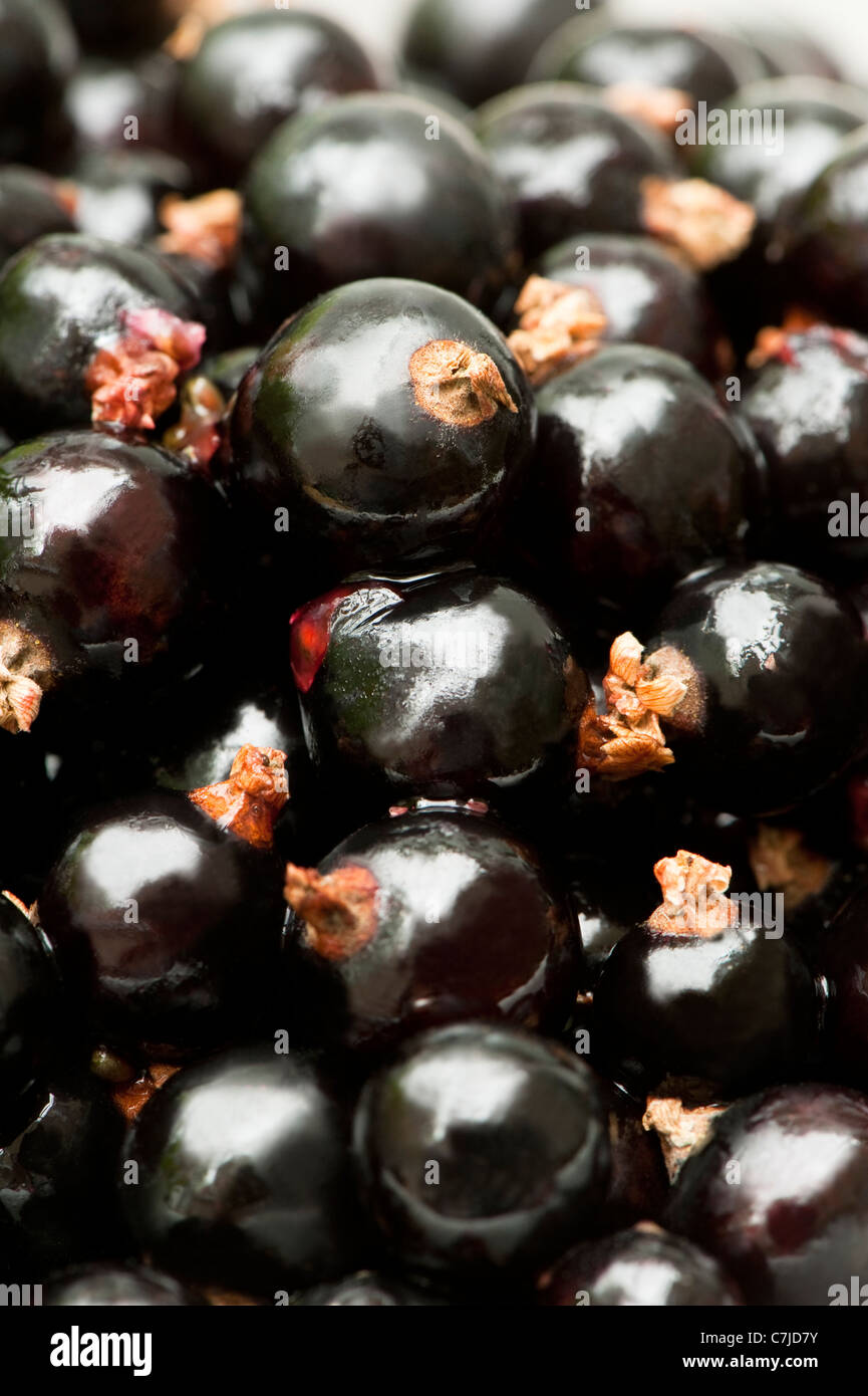 Freshly picked Blackcurrants, Ripes nigrum Stock Photo