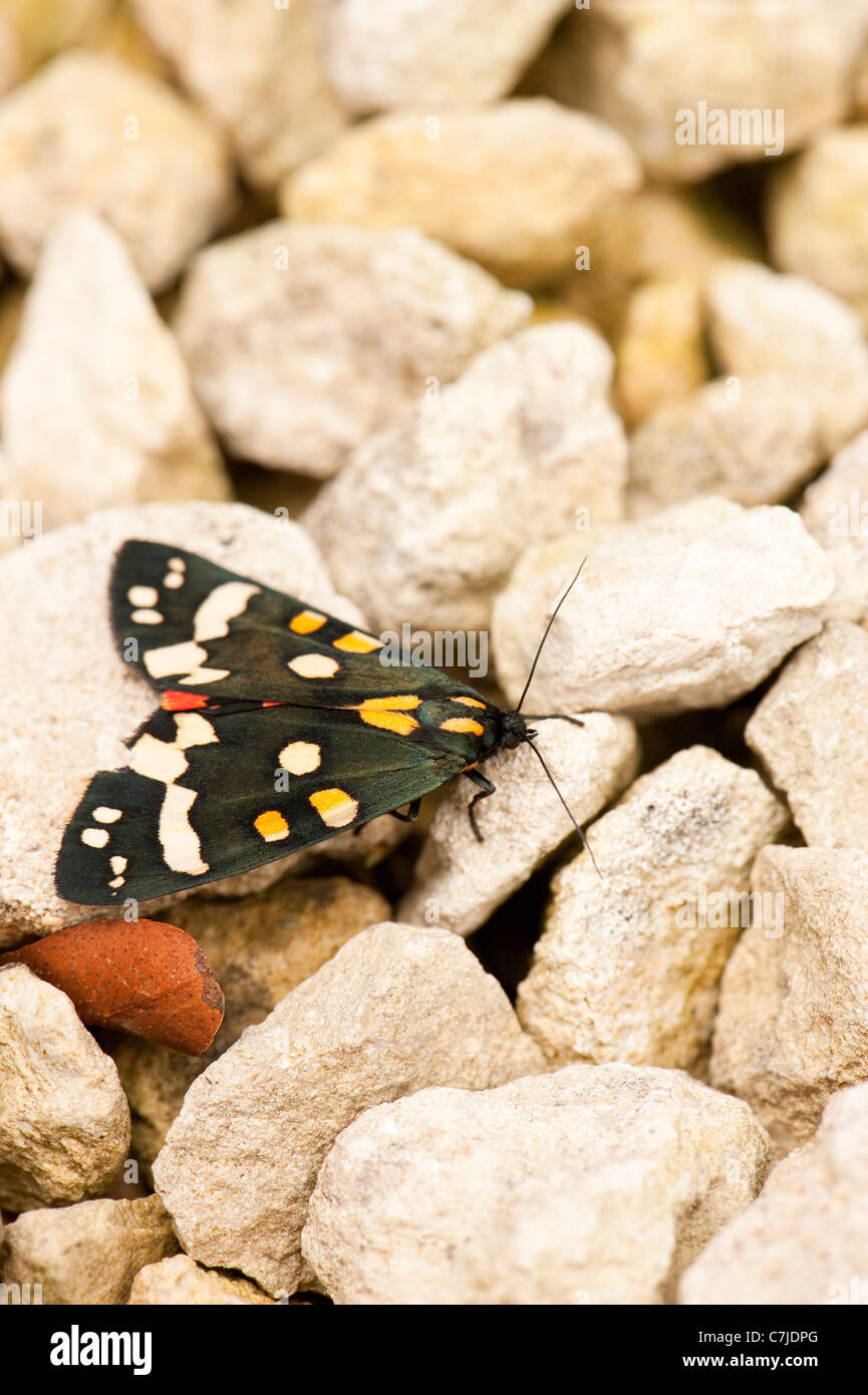Scarlet Tiger Moth, Callimorpha dominula Stock Photo