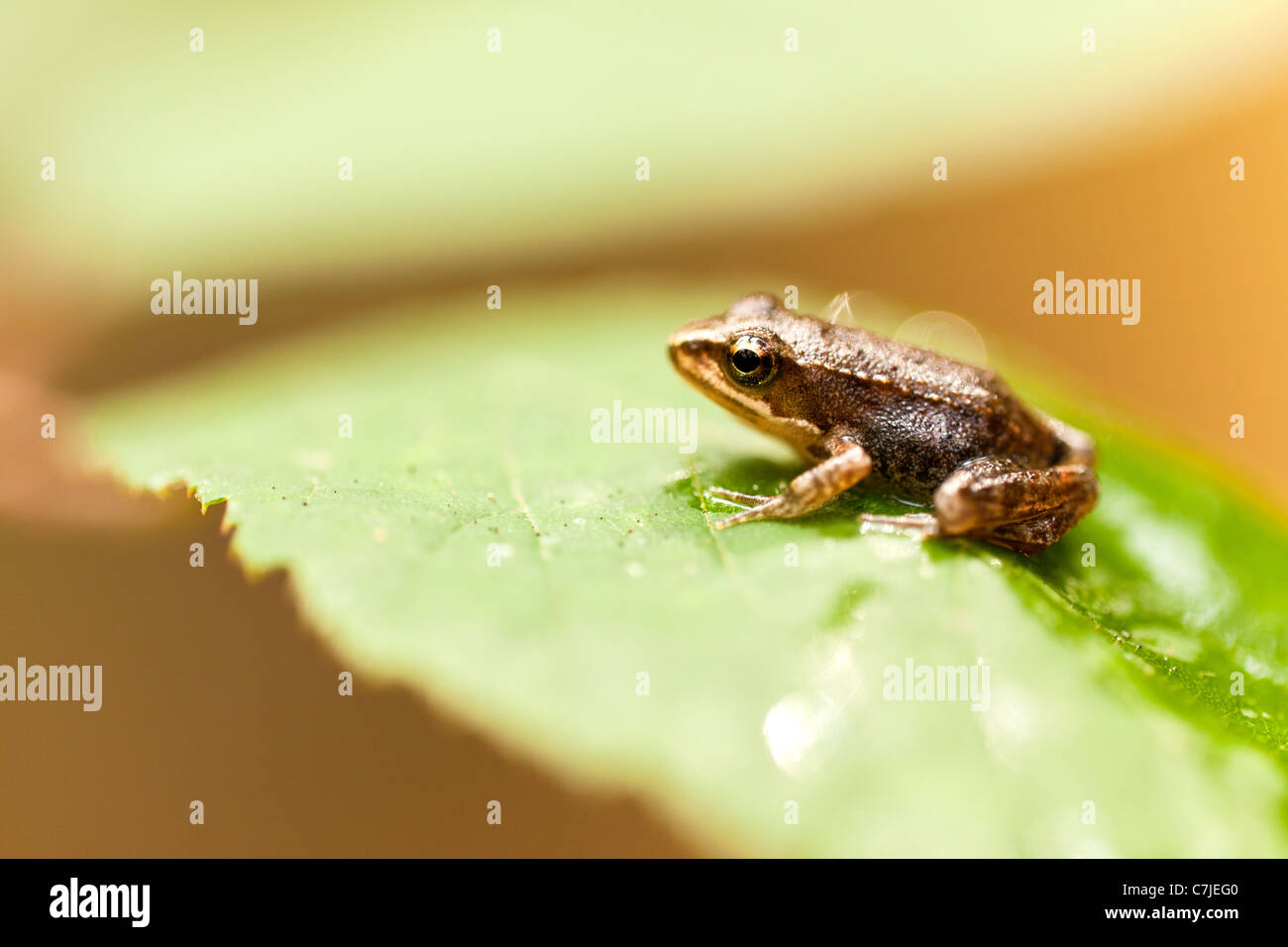 Young Iberian frog on leaf (Rana iberica), Leiria National Forest, Portugal Stock Photo