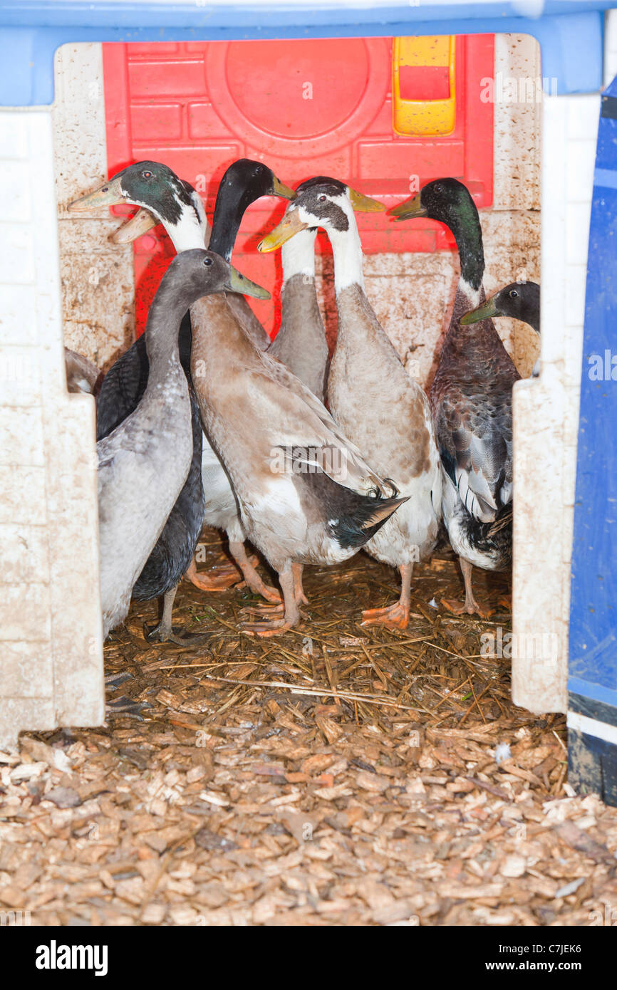 Indian running ducks hires stock photography and images Alamy