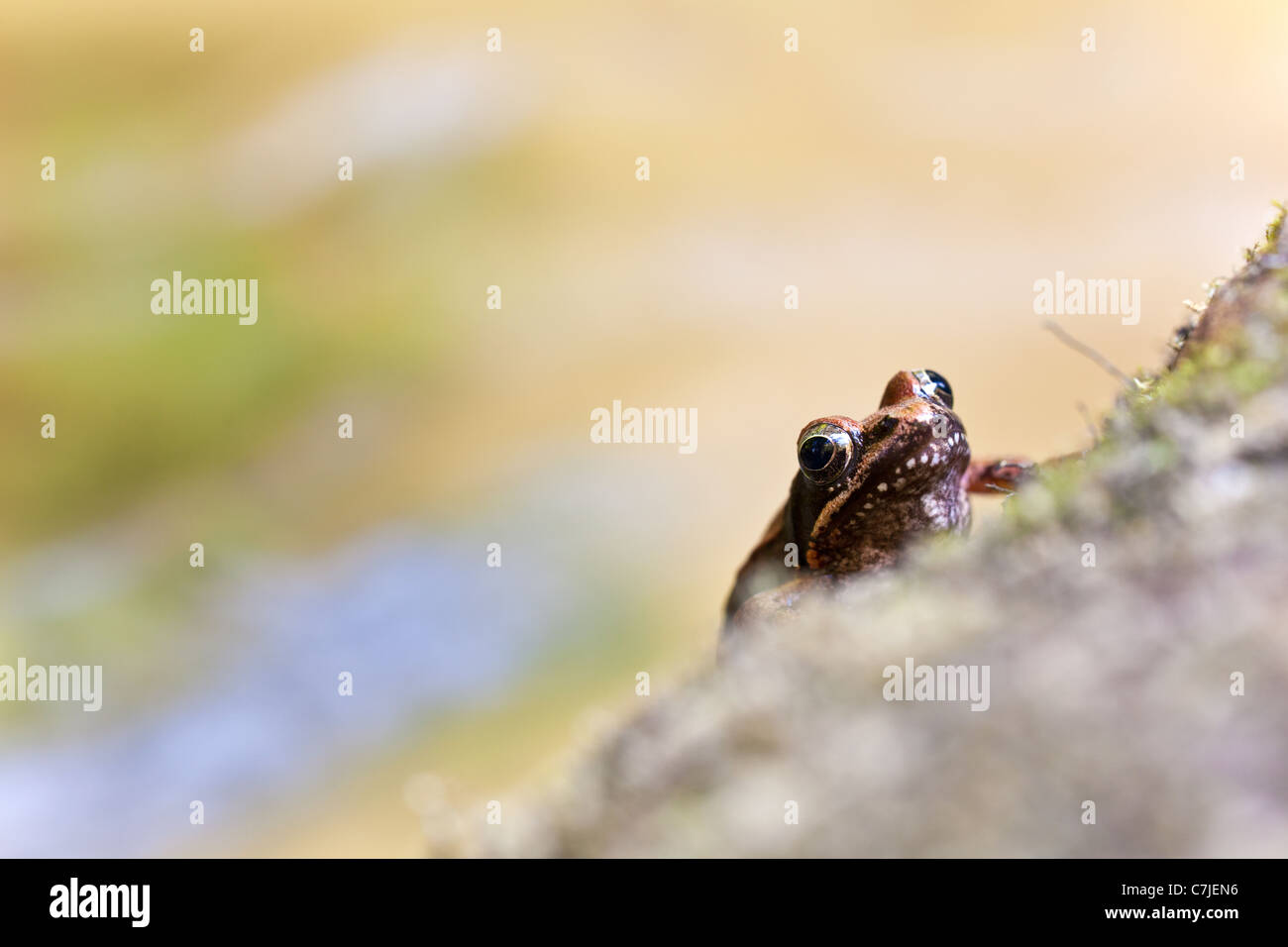 Iberian frog on rock Stock Photo