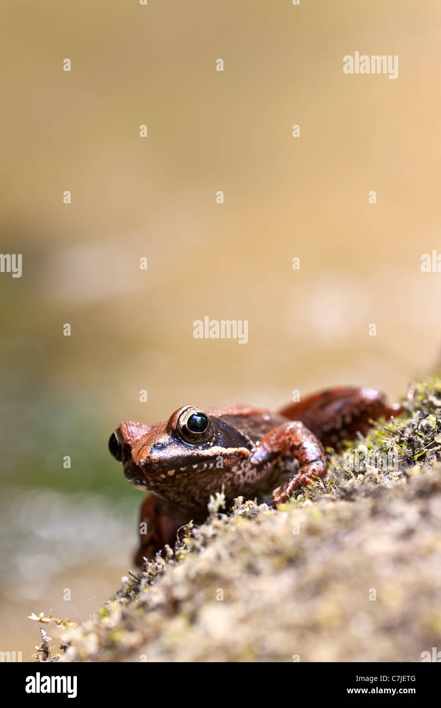 Iberian frog on rock Stock Photo