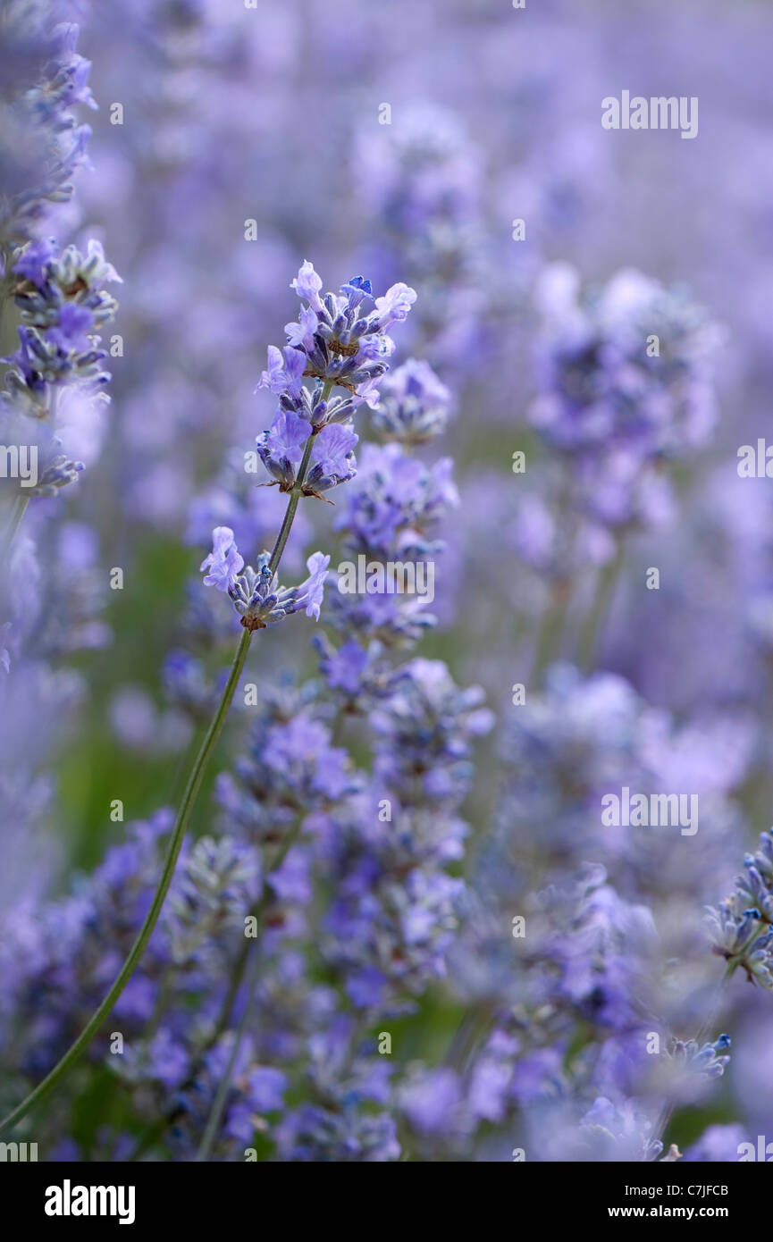 English Lavender, Lavandula angustifolia ‘Cedar Blue’ Stock Photo