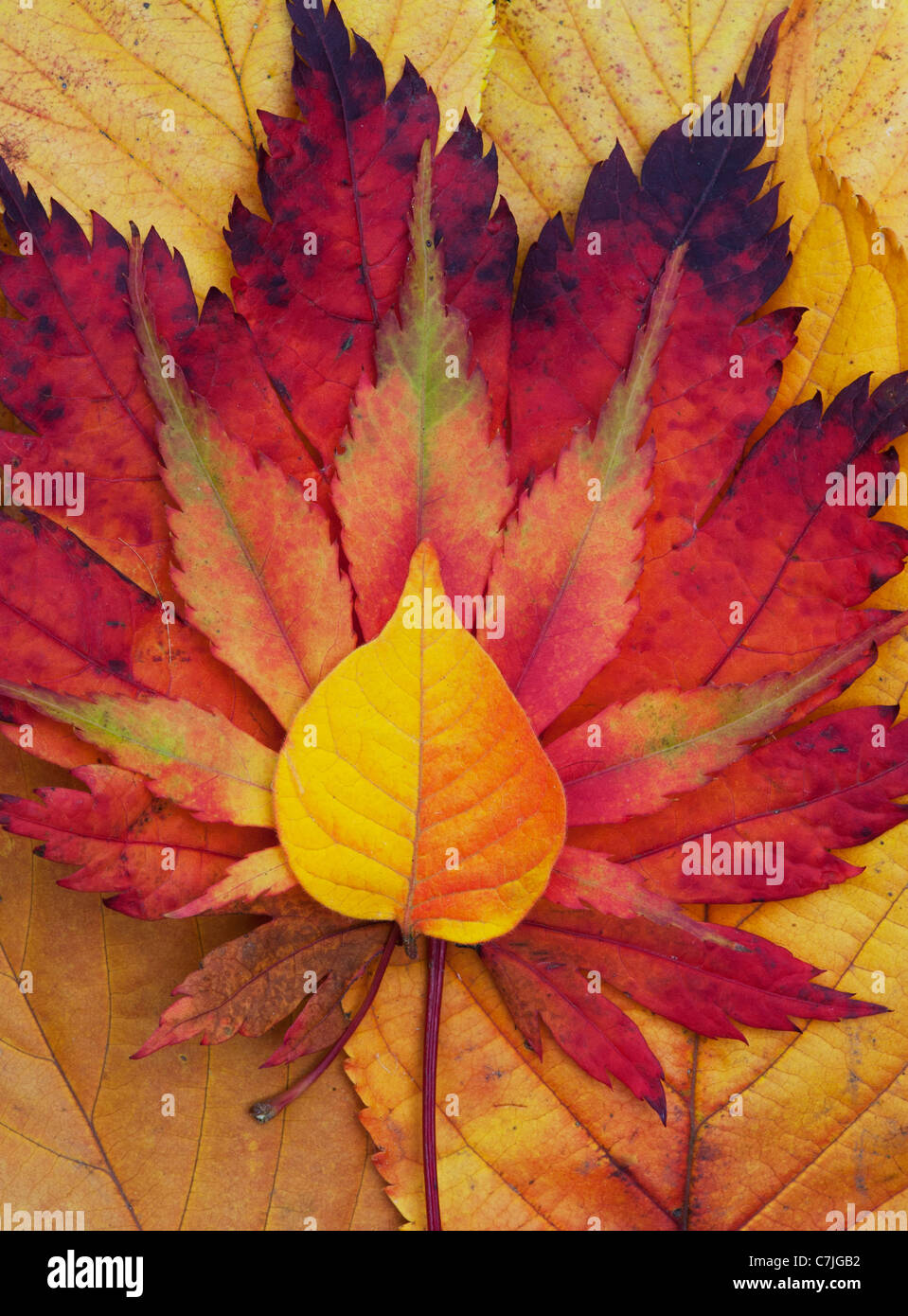 Acer and autumn leaf pattern. Japanese Maple and various other leaves changing colour in autumn. Stock Photo