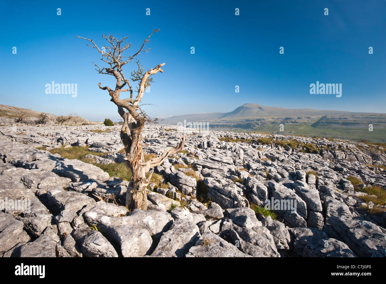 Limestone Pavement and lone tree with Ingleborough in the distance, Yorkshire Dales, England, UK Stock Photo