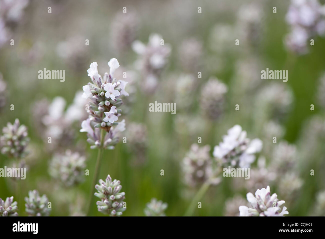 English Lavender, Lavandula angustifolia ‘Lady Anne’ Stock Photo