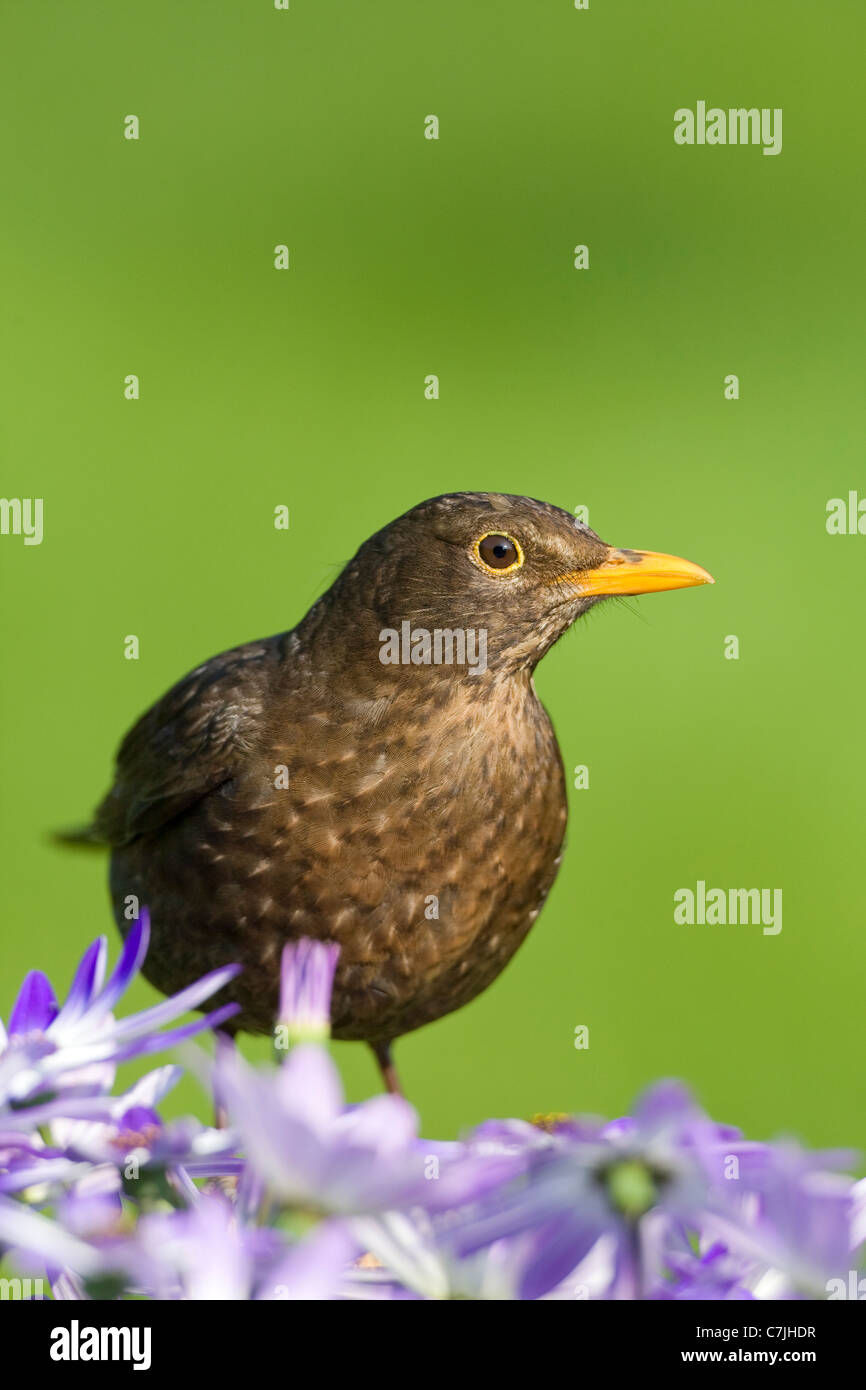 Female Blackbird Perched behind Senetti Blue Flowers Stock Photo