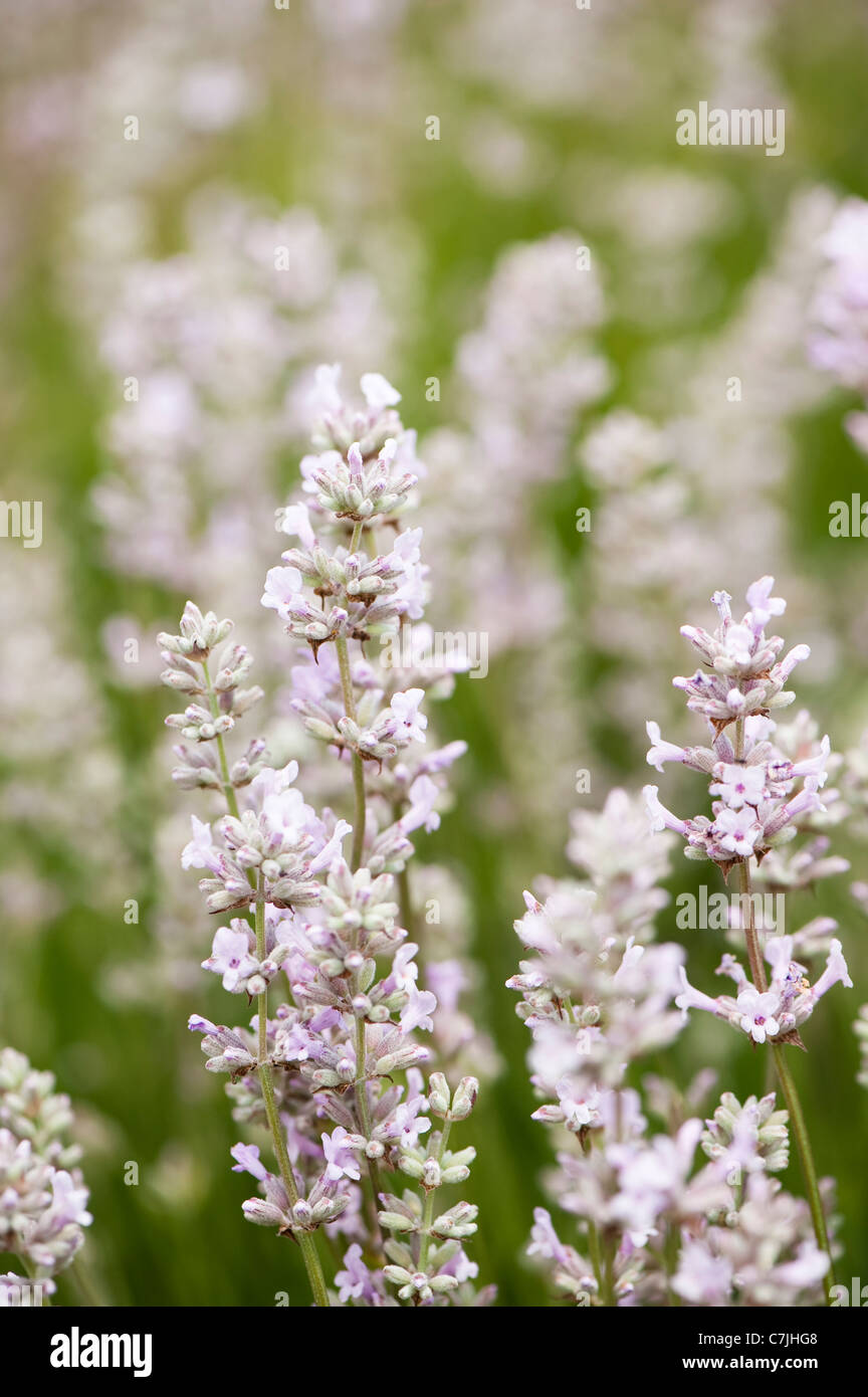 English Lavender, Lavandula angustifolia ‘Lodden Pink’ Stock Photo - Alamy