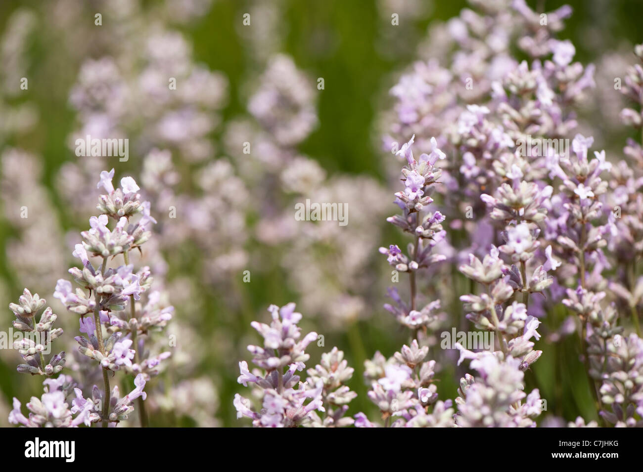 English Lavender, Lavandula angustifolia ‘Lodden Pink’ Stock Photo - Alamy